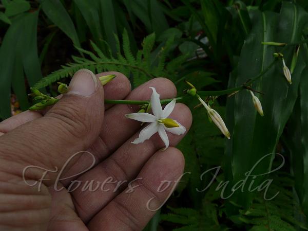 Nepal Chlorophytum